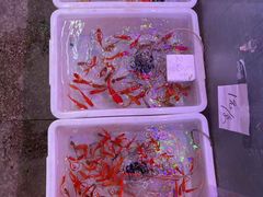 -双季花艺园艺市场(浦东店)