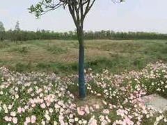 景点-上海长兴岛郊野公园