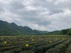 -中国茶叶博物馆(双峰馆区)