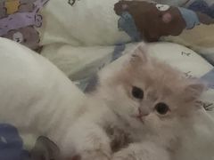 -翊宠yipet猫狗购宠庄园犬舍•猫舍