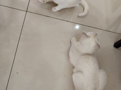 -鼓捣猫呢主题猫咖店