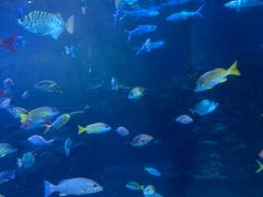 -太平洋海底世界