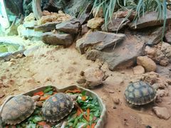 -广州长隆飞鸟乐园