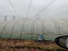 -喜杨洋草莓采摘园