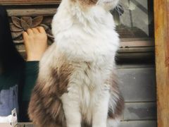 -喵屿·大理花园猫咖