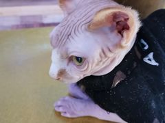 -猫咪咖啡·猫咖(万达广场店)