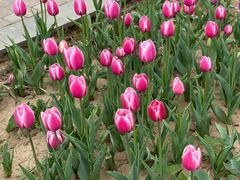 -石家庄市植物园