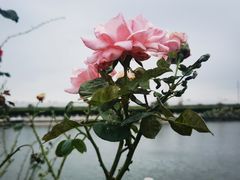 -菊园百果园