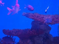-海合安武汉极地海洋公园