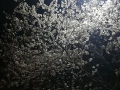 -武汉大学-樱园
