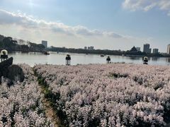 -顺峰山公园
