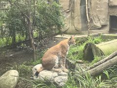 -成都动物园