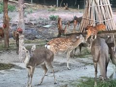 -清迈夜间动物园