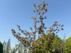 -高东镇樱花园