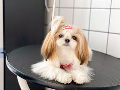 -BABYDOG宝贝狗宠物乐园(欧洲城店)
