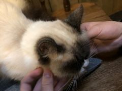-猫色咖啡·猫咖