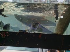 -浔味·山屿湖·正宗淳牌全鱼宴老字号
