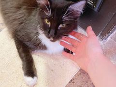 -猫色咖啡·猫咖