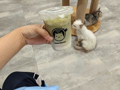 -楼上猫咖(罗湖店)