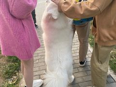 -喵百万·布偶·蓝金金渐层英短·猫舍(百子湾店)