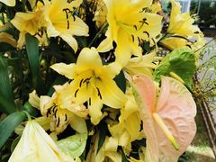 -上海鲜花港