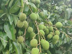 -长洲岛