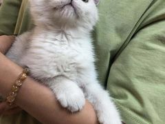 -lincat·猫舍(广州店)