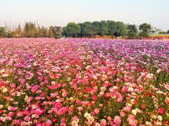 -田园东方蜜桃村的田野营地