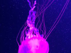 -欢乐海岸海洋奇梦馆