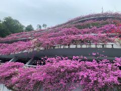 -深圳仙湖植物园