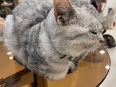 -共舞时光猫咖·狗咖(新街口店)