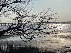 -宝安西湾红树林湿地公园