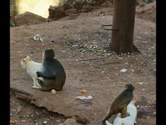 -昆明动物园