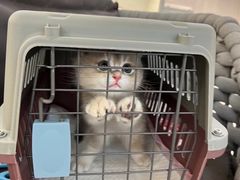 -lincat·猫舍(广州店)
