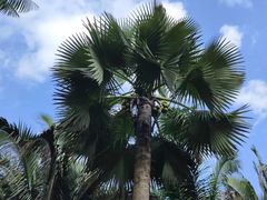 -中国科学院西双版纳热带植物园