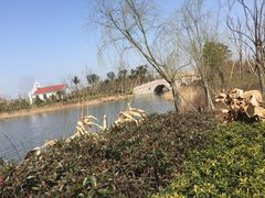-杭州湾海上花田景区