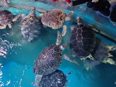 -烟台海昌鲸鲨海洋公园