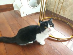 -Catmate·猫肥家润(金润铂宫店)