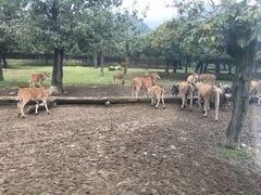 -西安秦岭野生动物园