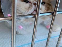 -北京恒爱动物医院(清景园分院)