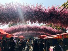-南汇桃花村