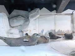 -大连圣亚海洋世界