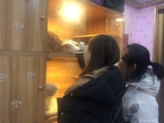 -喵百万·布偶·蓝金金渐层英短·猫舍(百子湾店)