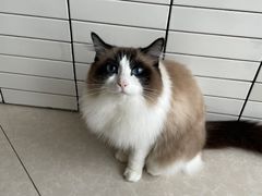 -Catmate·猫肥家润(金润铂宫店)