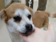 -爱侣宠医·鹦鹉专科·小型哺乳类·异宠专科(灵石路店)