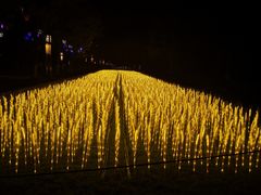 -洛阳市隋唐城遗址植物园