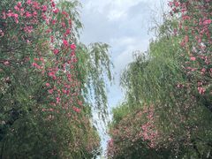 -大白象口腔连锁·矫正·种植中心(玺悦城店)