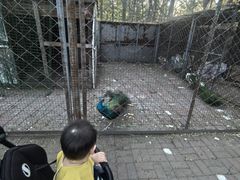 -长白岛森林公园