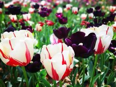 -洛阳郁金香牡丹园