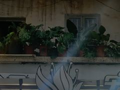 -溪岸路花鸟市场